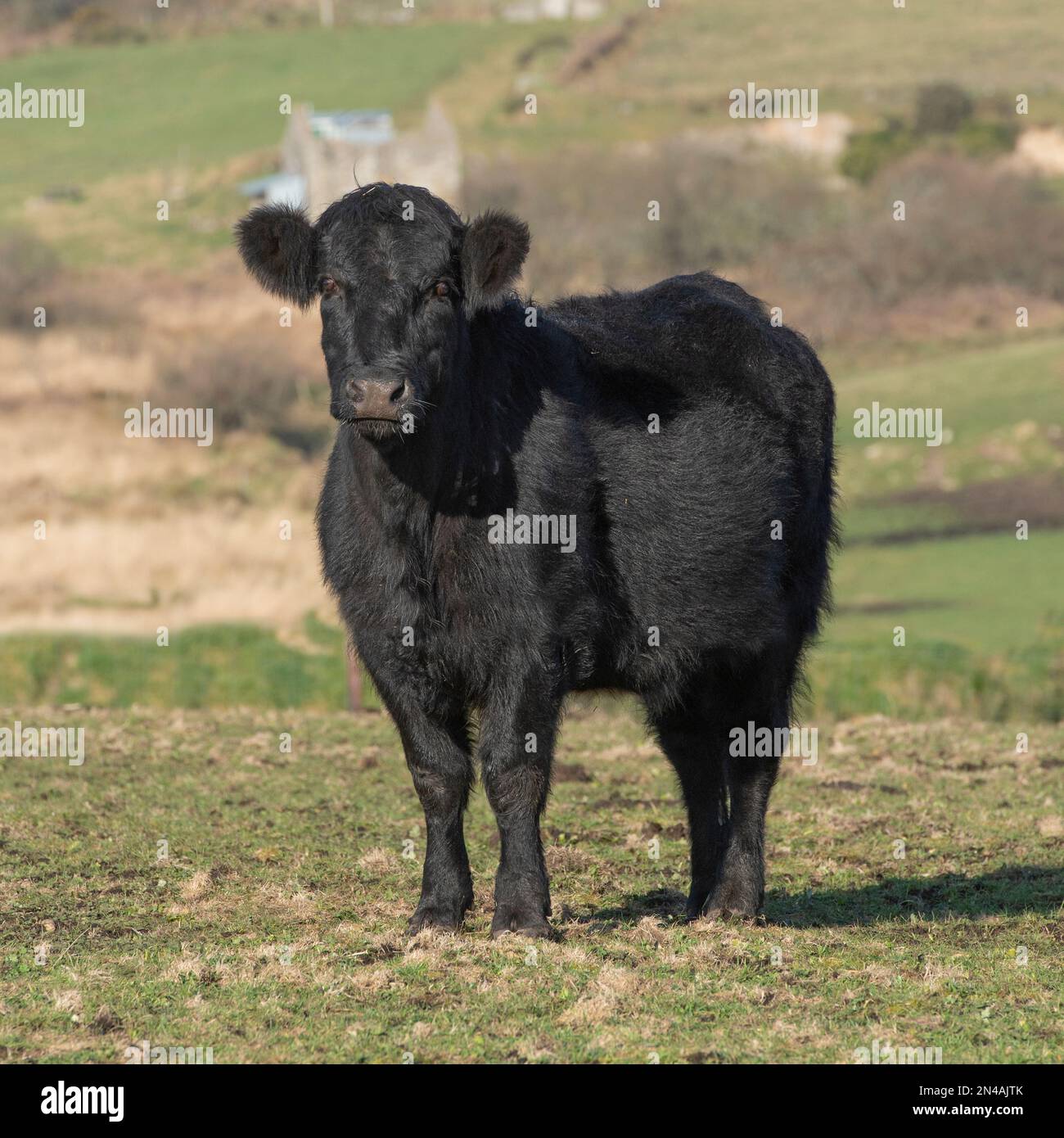 Welsh mucca nera Foto Stock