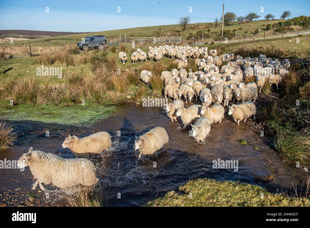 gregge di pecore che corrono attraverso il fiume Foto Stock