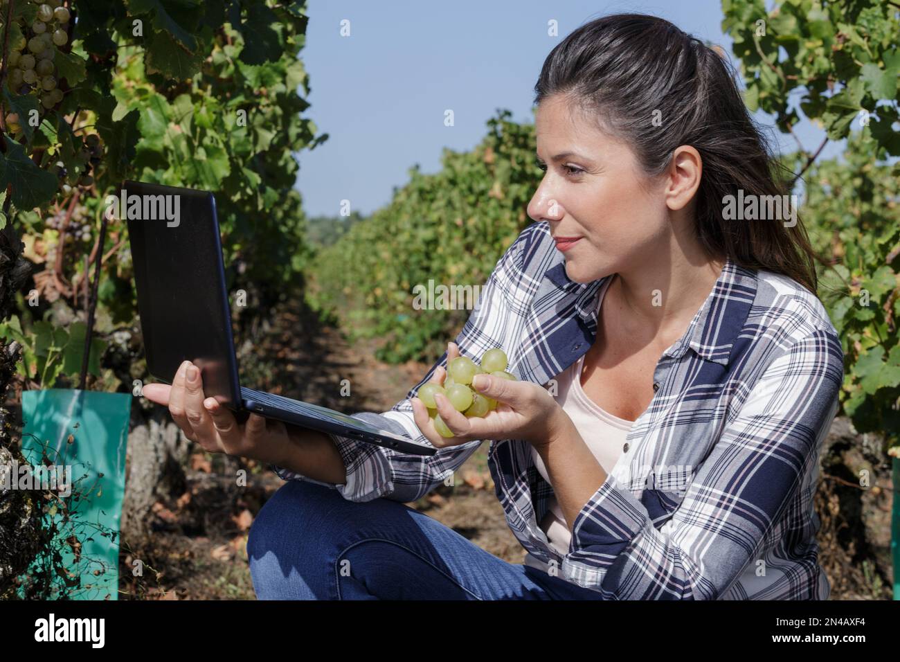 donna che usa un tablet pc contro le piante in vigna Foto Stock
