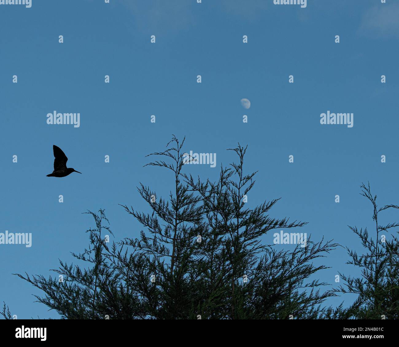 flighting cazzo al crepuscolo Foto Stock