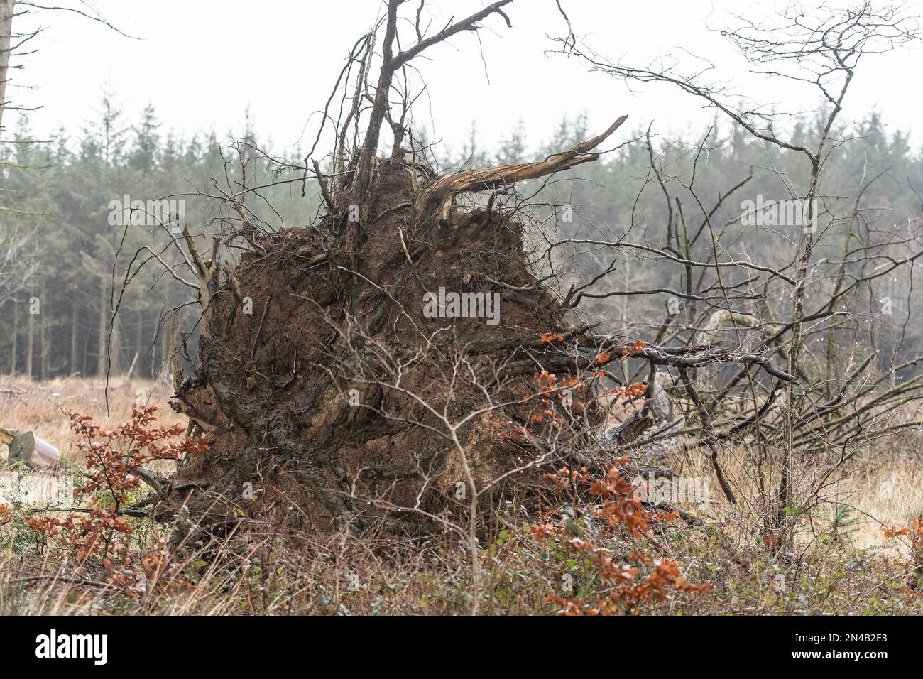 tempesta soffiata dal vento danneggia l'albero Foto Stock