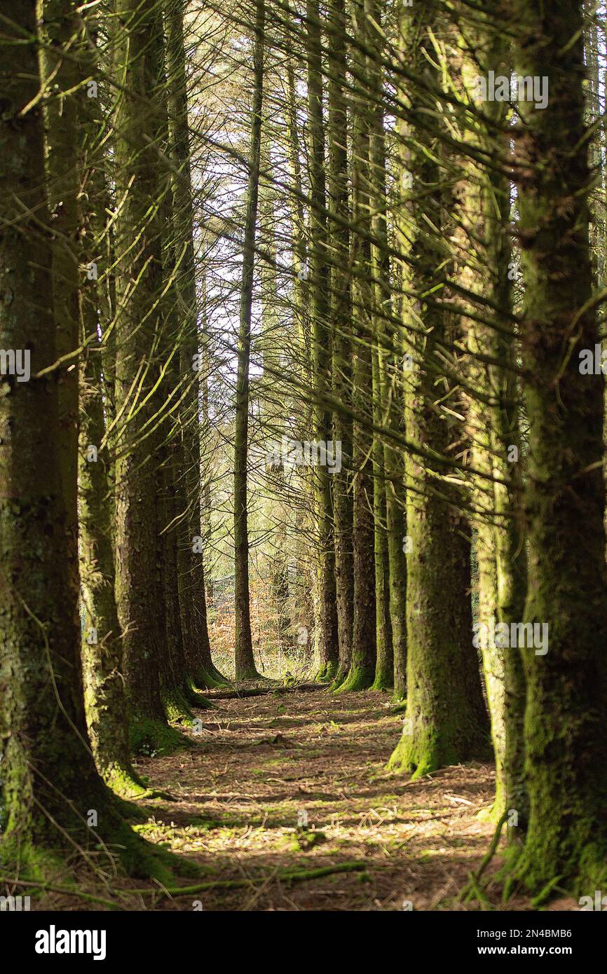 tronchi di alberi spoky in una foresta Foto Stock