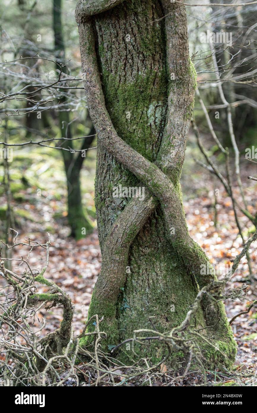 ivy gambi su un tronco dell'albero Foto Stock