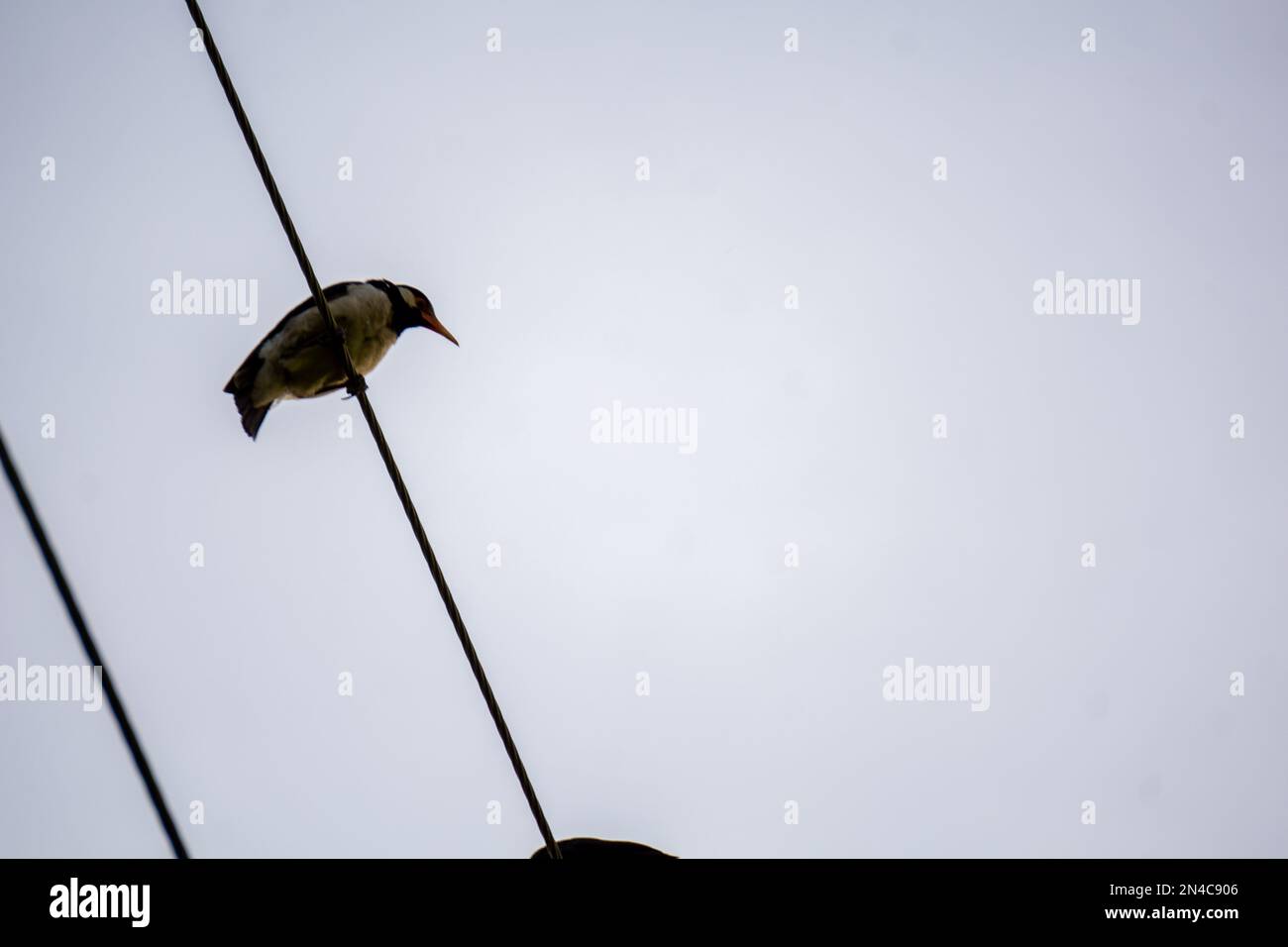 Un colibrì è seduto su un filo elettrico. Foto Stock