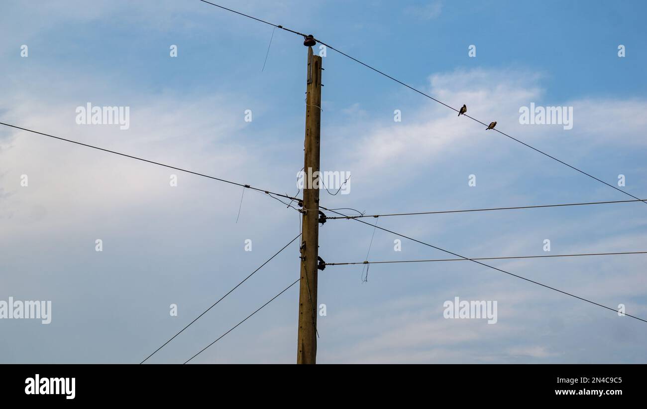 Due colibrì sono seduti sul filo elettrico. Foto Stock