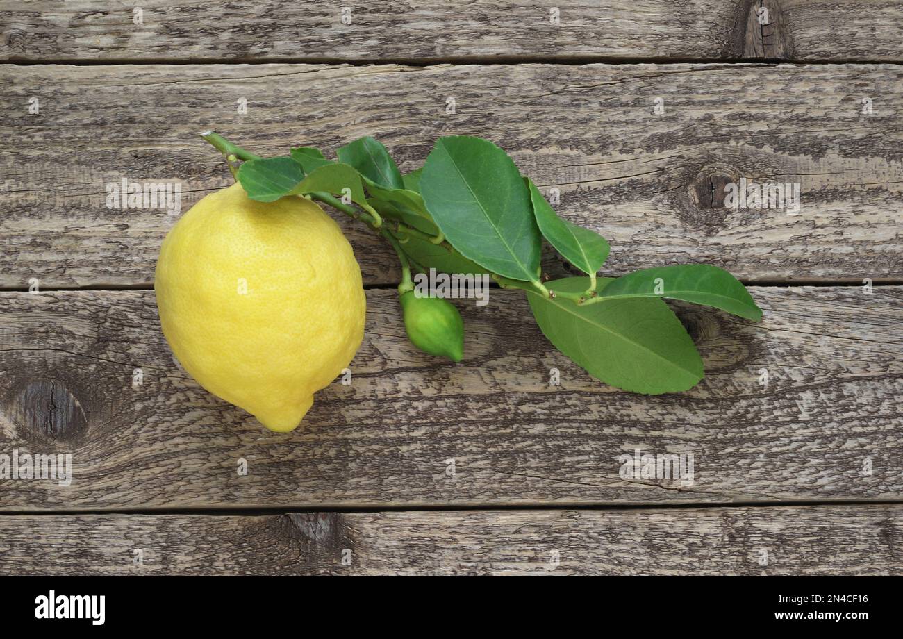 Limone di Sorrento su ramo con foglie su sfondo ligneo, vista da tavolo. Varietà italiana di limone fragrante Citrus limon, ricco di vitamina C. Foto Stock