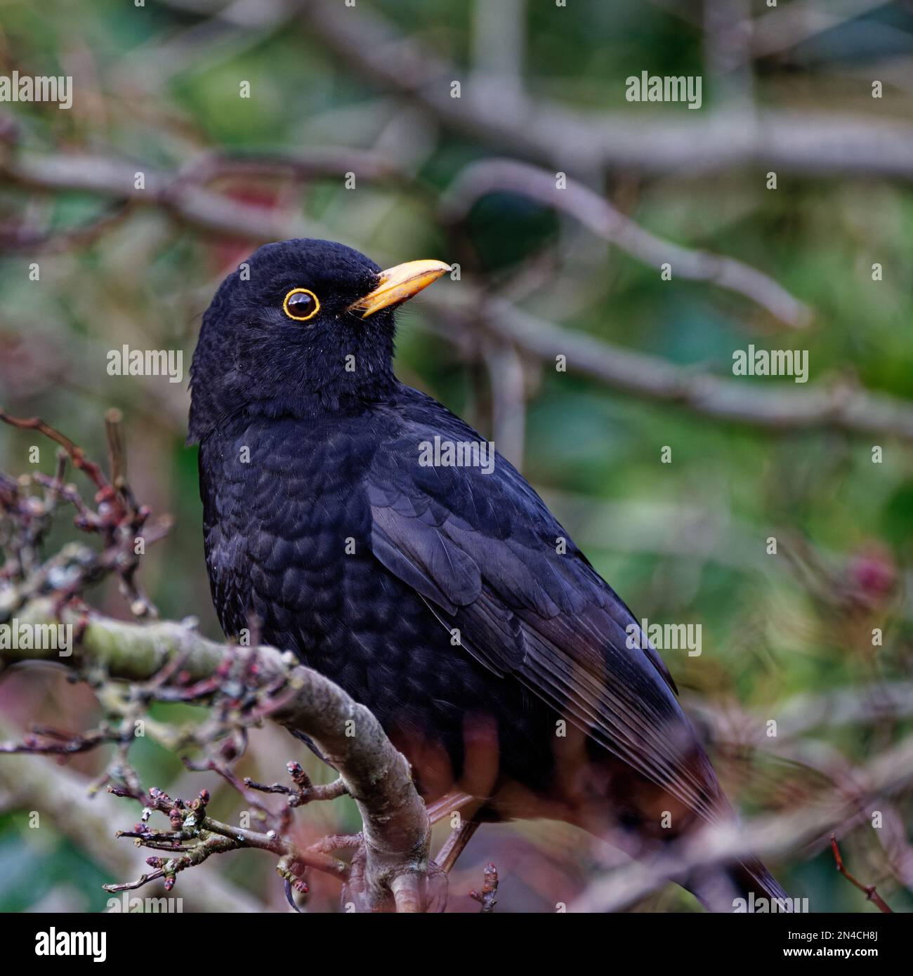 Maschio Blackbird (Turdus merula) arroccato sul ramo Foto Stock