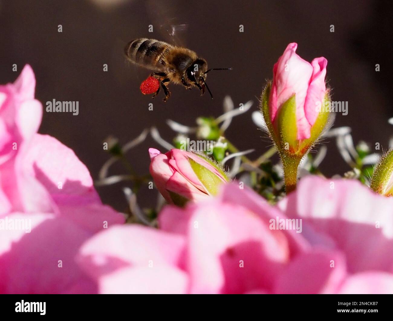 Macro di api mellifere (Apis) che sorvolano un fiore di geranio con la sua sacca rossa di polline Foto Stock