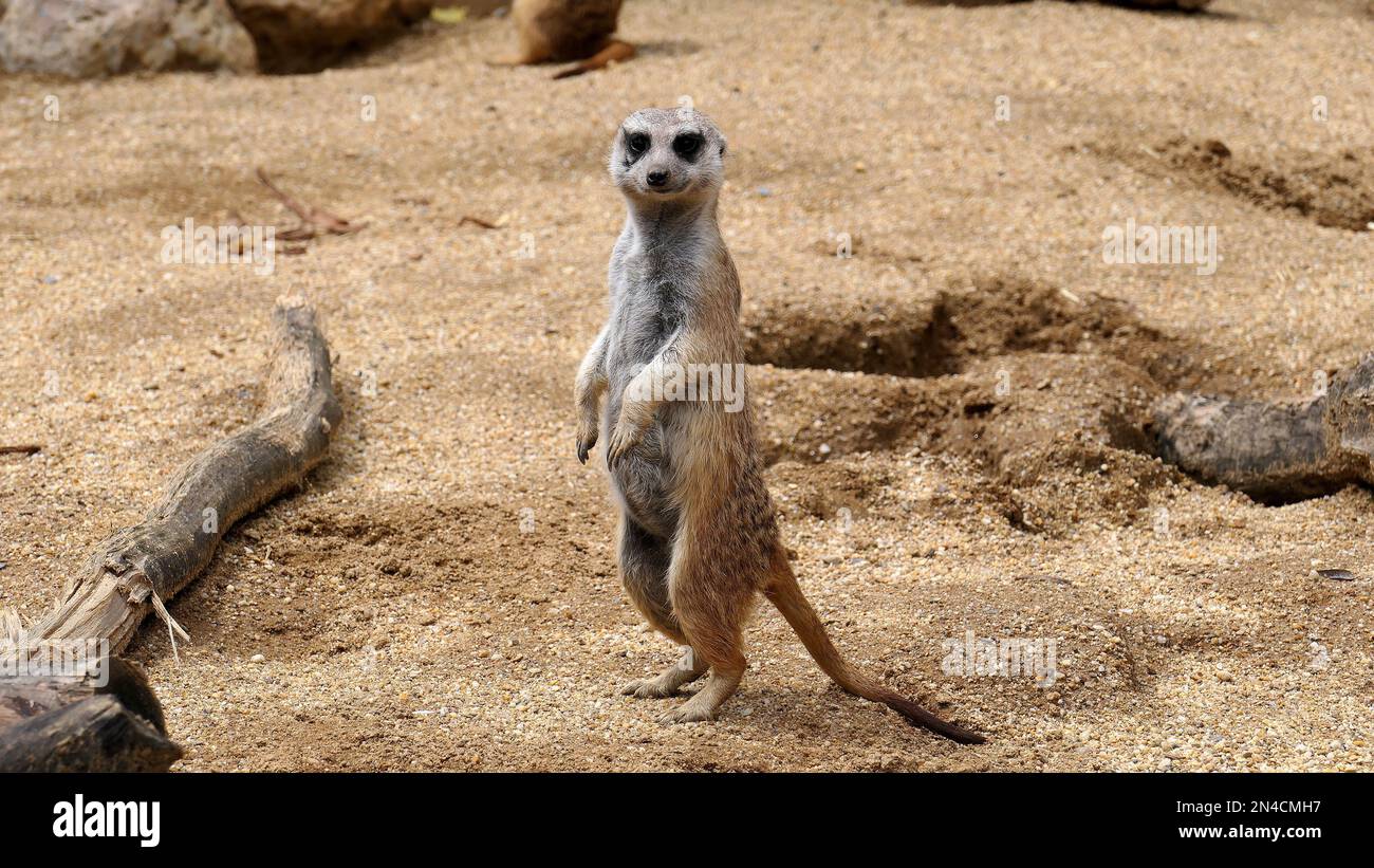 meerkat​​​​​​​ una specie di mammifero carnivoro della famiglia Herpestidae che abita la regione desertica di Kalahari e il Namib in Africa Foto Stock