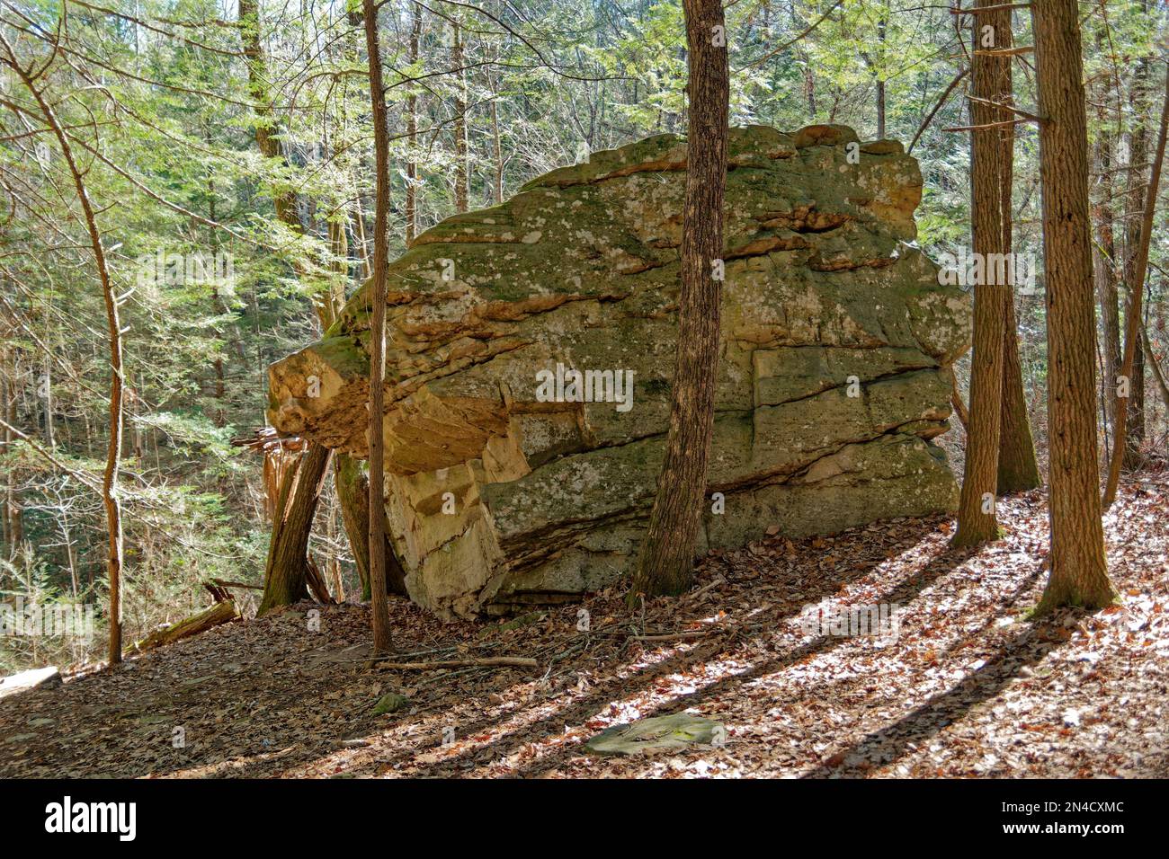 Un enorme masso di arenaria coperto di licheni e muschi nella foresta circondata da alberi e foglie cadute su un pendio all'ombra in una giornata di sole Foto Stock