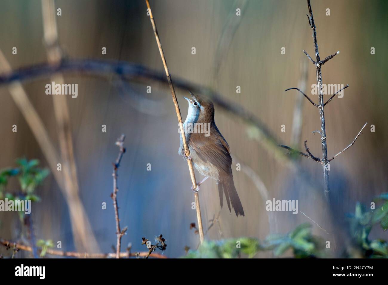 La parula di Cetti in Bush Foto Stock