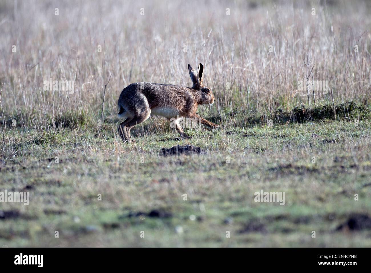 Lepre marrone nel prato Foto Stock
