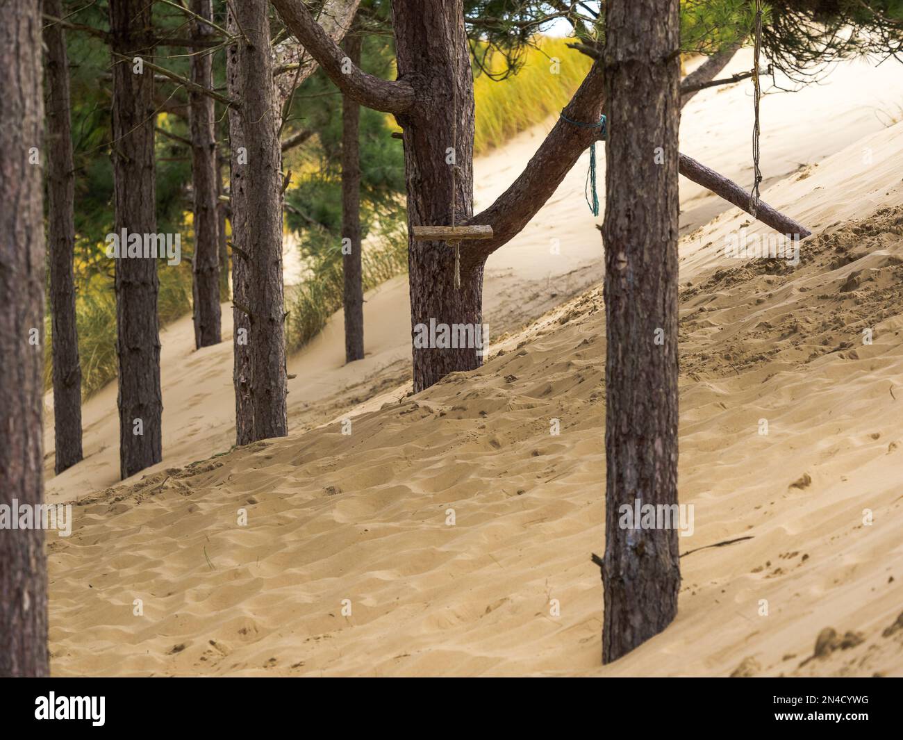 Dune di sabbia che si spostano nel vento con pinete di foresta sepolta sotto le sabbie mobili Foto Stock