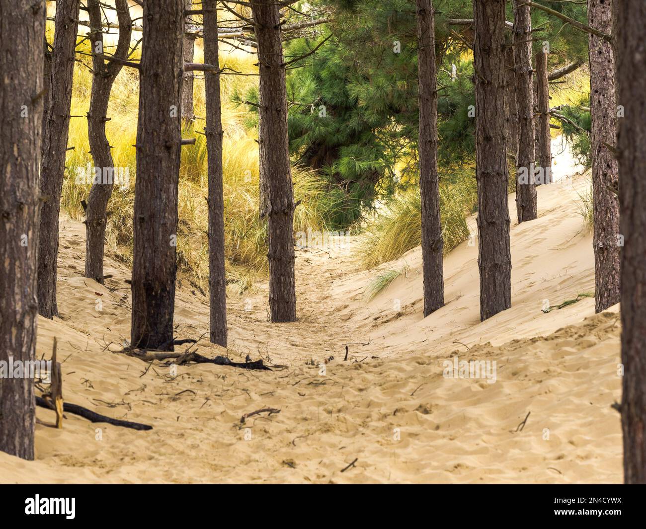 Dune di sabbia che si spostano nel vento con pinete di foresta sepolta sotto le sabbie mobili Foto Stock