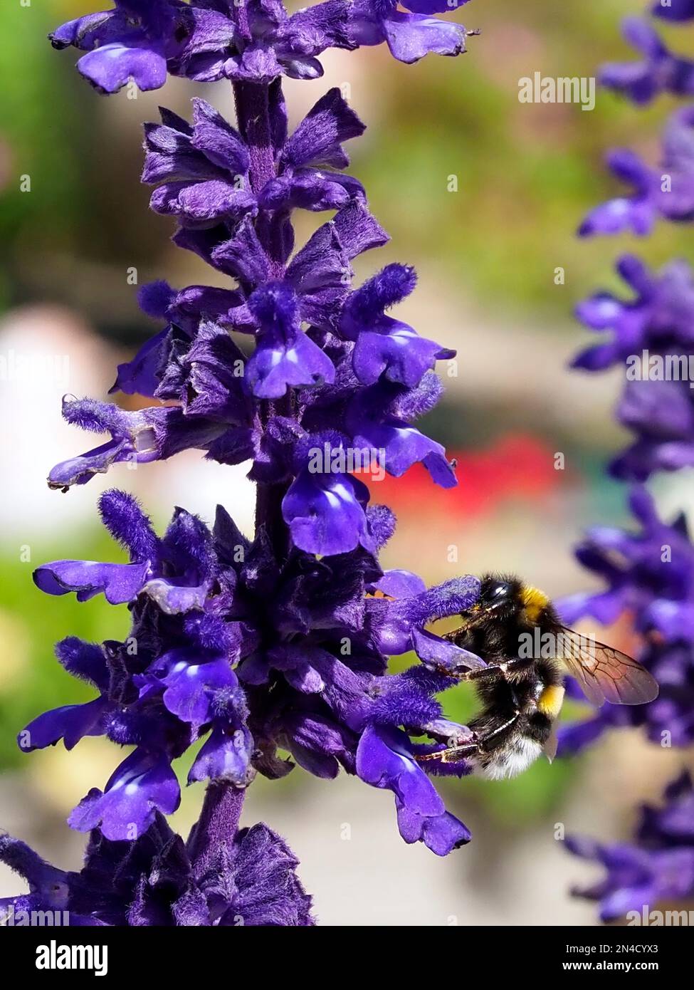 Macro arancio e nero bumblebee (Bombus terrestris) che si nutrono di fiori di salvia blu e visti dal profilo Foto Stock