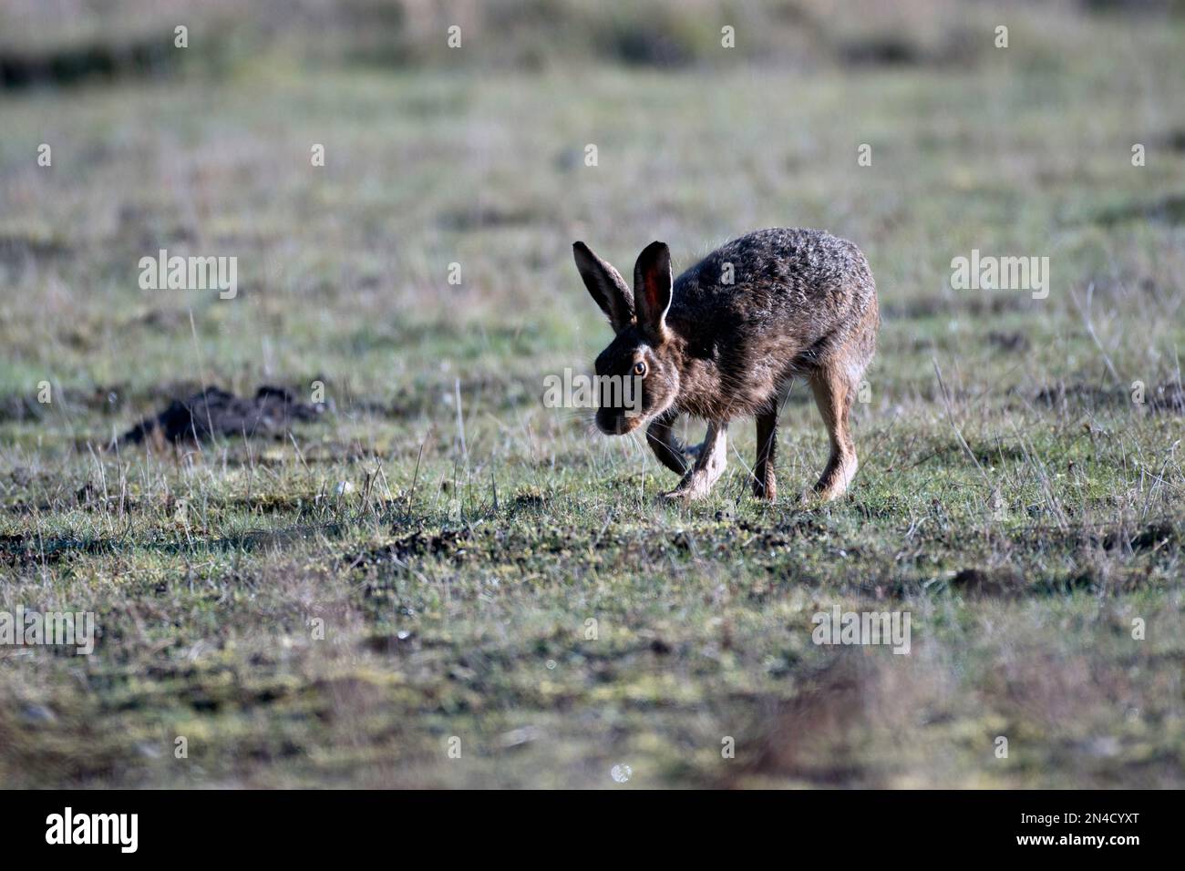Lepre marrone nel prato Foto Stock