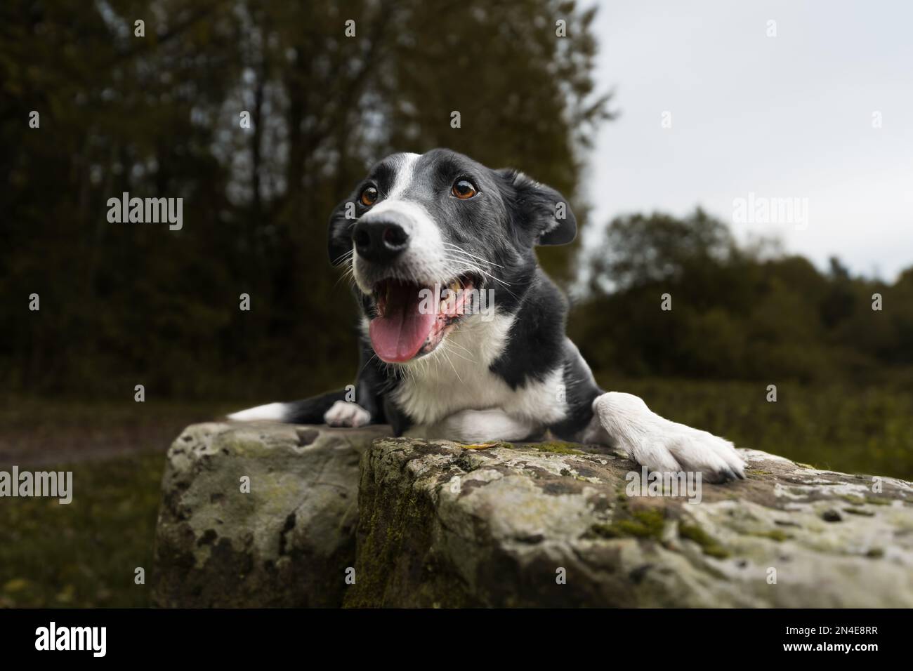 Un primo piano di un bordo Collie seduta su una pietra mossy con bocca aperta e lingua fuori, zampe sotto la testa Foto Stock