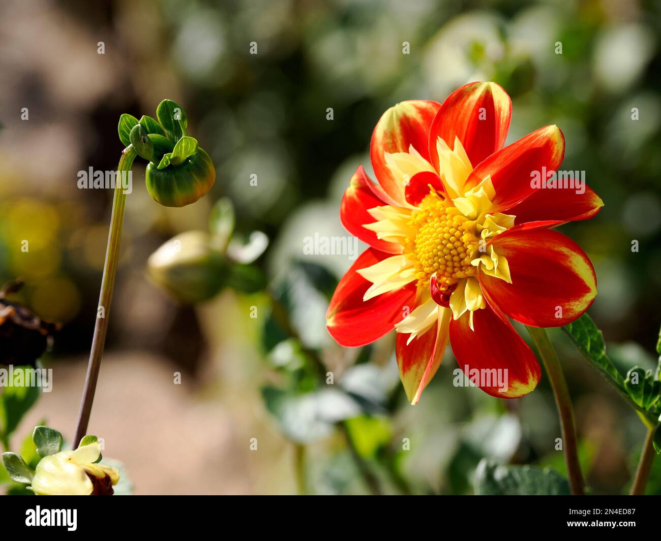 Macro di dahlia rossa e gialla e un bocciolo nel giardino francese Foto Stock