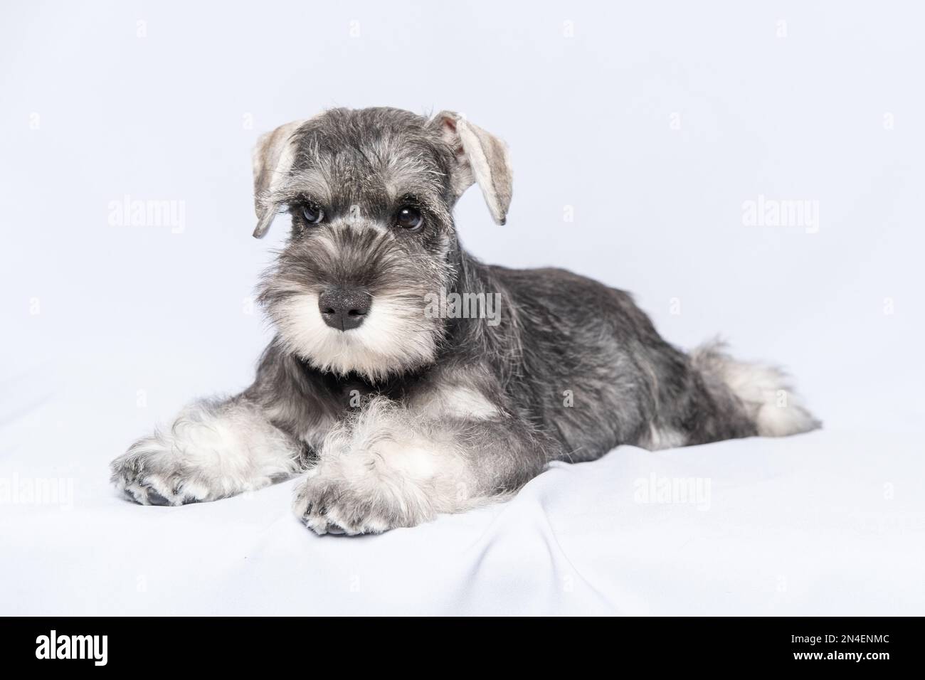 Miniatura schnauzer bianco-grigio giace su uno sfondo chiaro, spazio copia. Piccolo addestramento del cucciolo. Insegnamento dei comandi dei cani. Comando Lie Down. Miniruito bearded Foto Stock