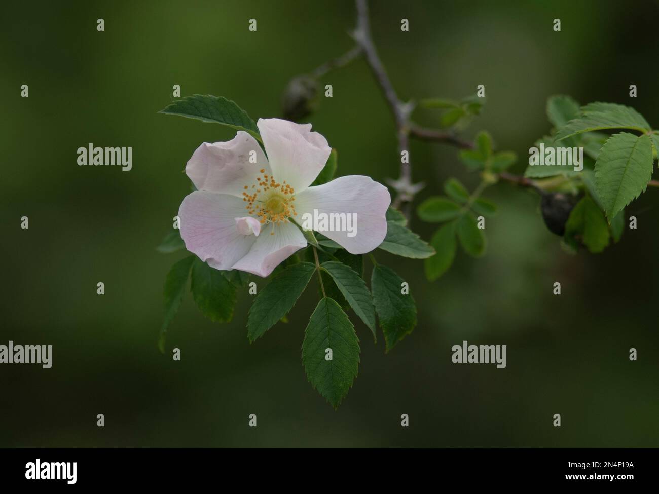 Fiore di Ciliegio Foto Stock