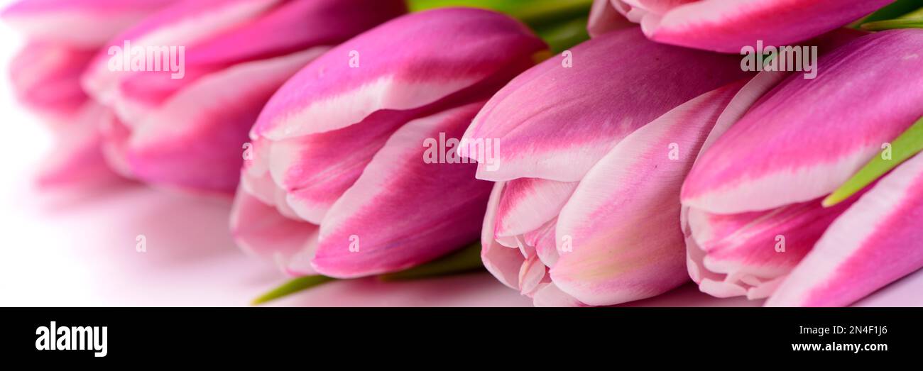 fiori di tulipano romantici e colorati Foto Stock