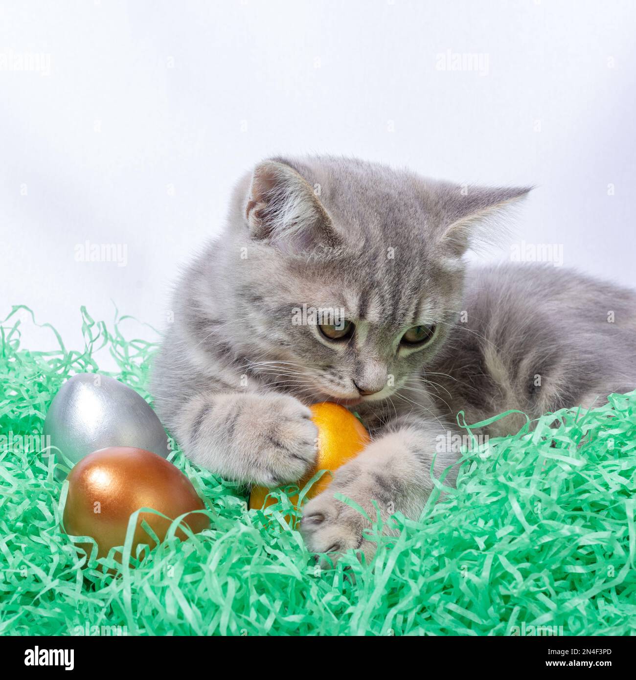 Piccolo gattino grigio che giace su una paglia di carta e gioca con le uova di Pasqua. Caccia uova di Pasqua concetto. Pasqua con animali Foto Stock