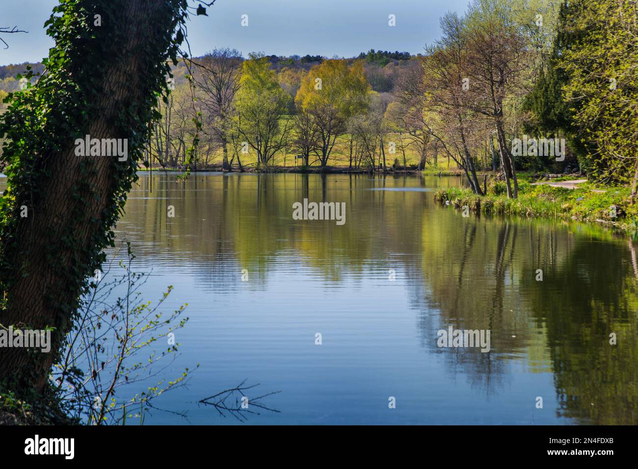 Riflessi degli alberi nelle acque del lago Allegree in Allegree Park, Derbyshire, Inghilterra Foto Stock