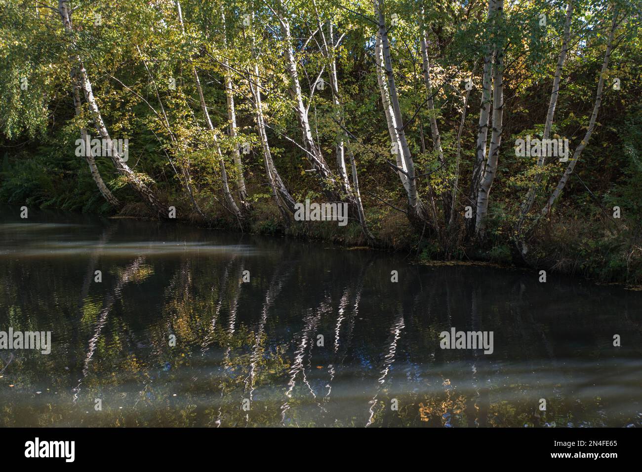 Alberi d'argento (Betula pendula) illuminati dal sole e riflessi nell'acqua del canale di Cromford, Derbyshire, Inghilterra Foto Stock