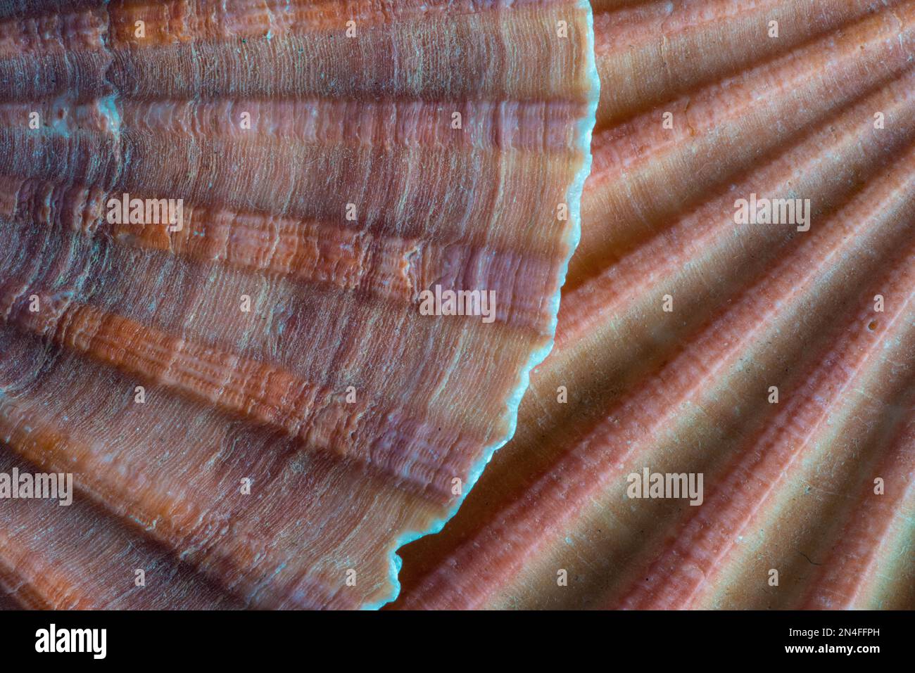 Uno studio da vicino sulle creste delle conchiglie di capesante Foto Stock