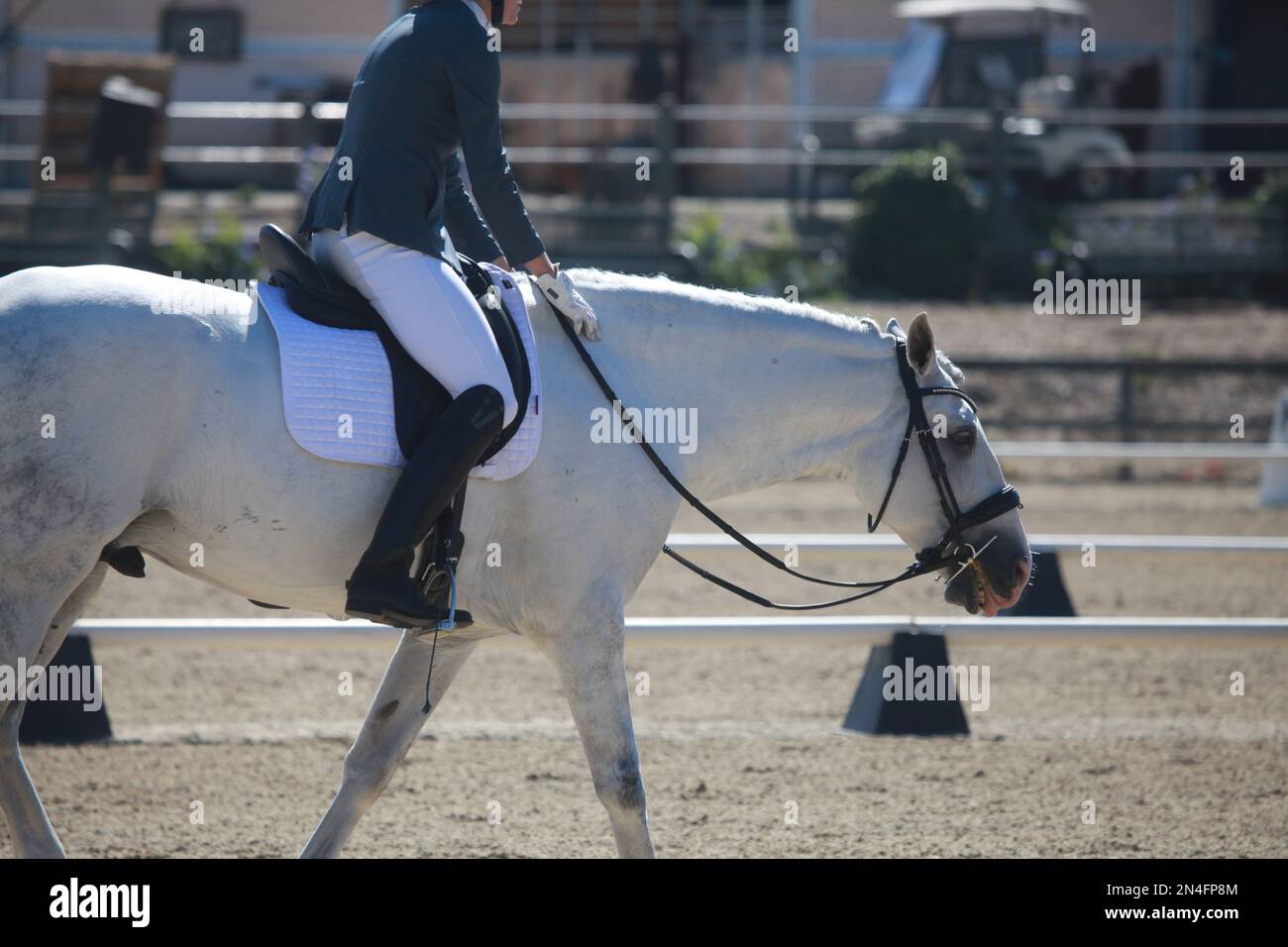 Cavallo lusitano grigio in dressage show con equestre Foto Stock