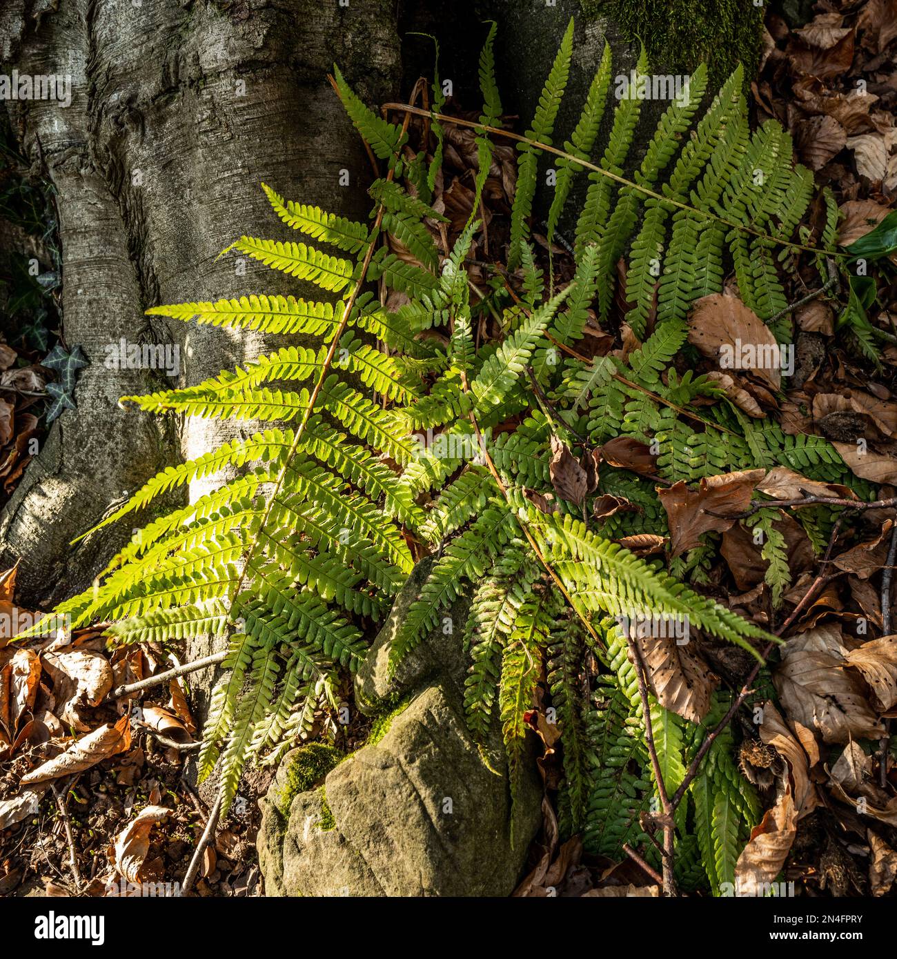 Felce d'inverno, verde vivente circondato da foglie brune, creare uno sfondo di flora colorata per comporre una bella cornice d'inverno. Astratto, sfondo. Foto Stock