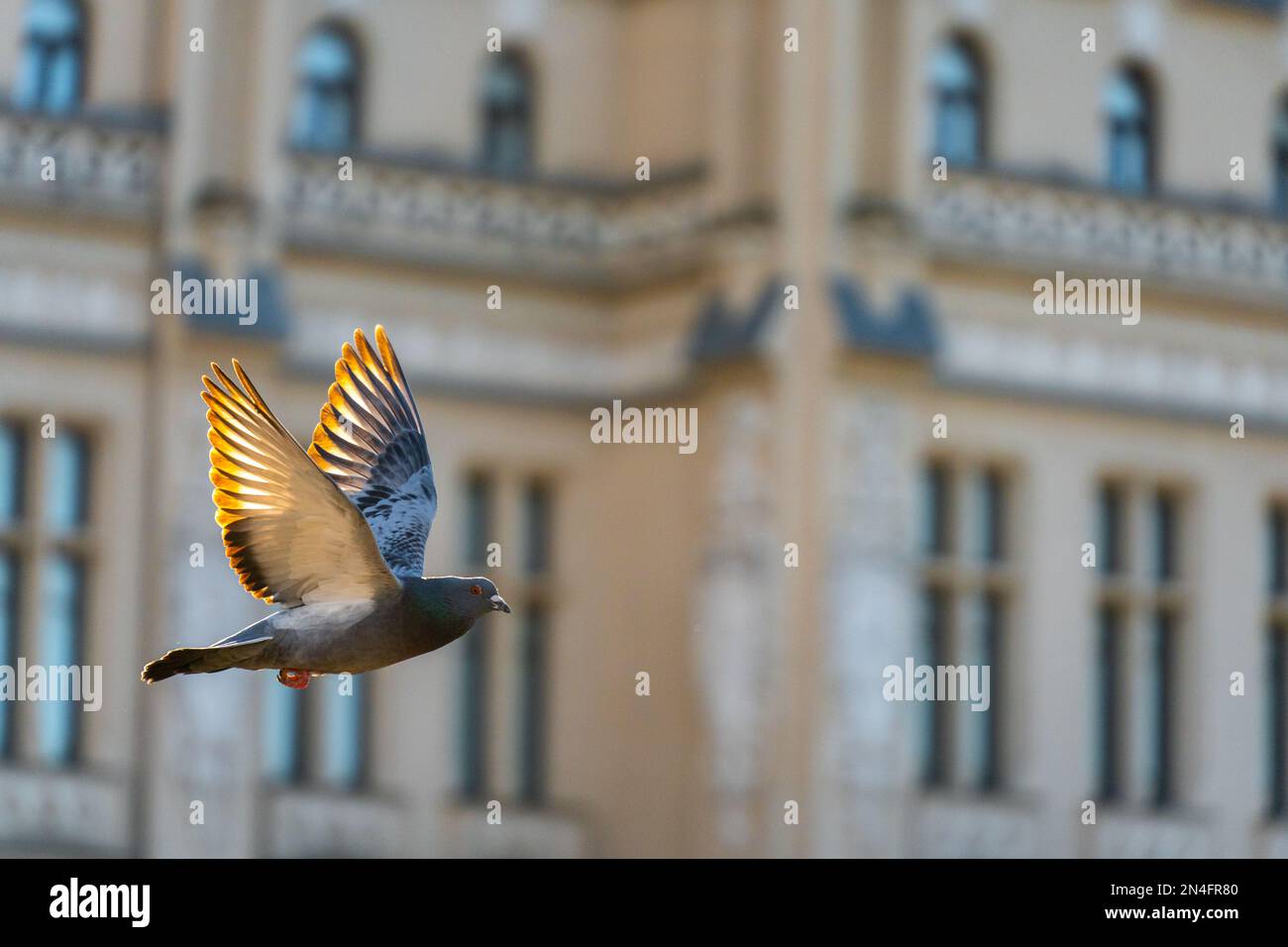 Urban dove vola con ali estese mentre vola sotto un'ombra e contrasto luminoso. Il sole che passa attraverso le ali le fa risplendere Foto Stock