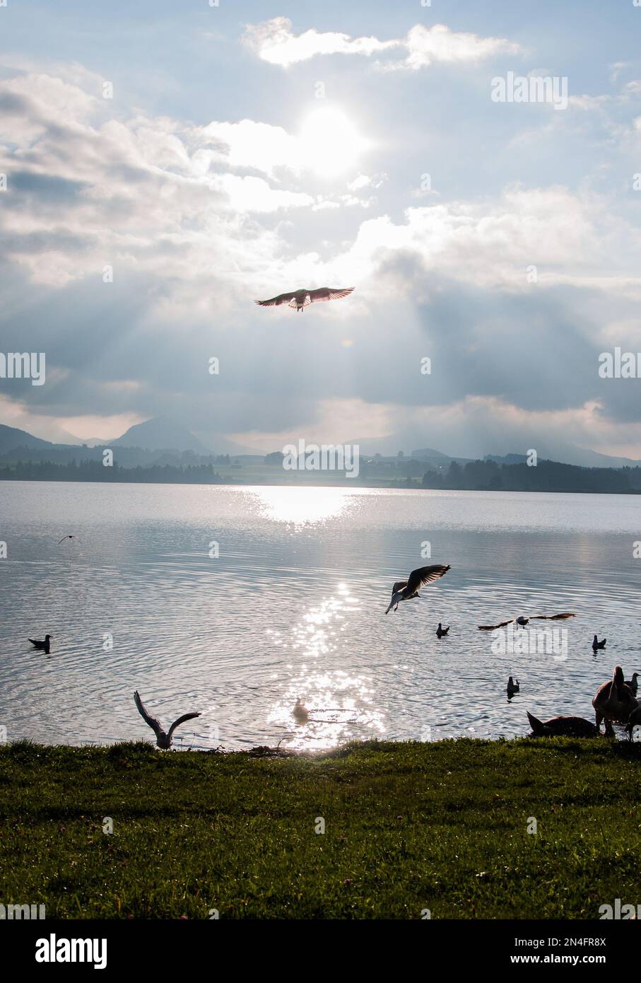 Hopfen am SEE Hopfensee Füssen Alpen Berge Gebirge Urlaub Tourismus entschleunigen wandern König Königsschlösser Bayern Allgäu Märchenprinz Foto Stock