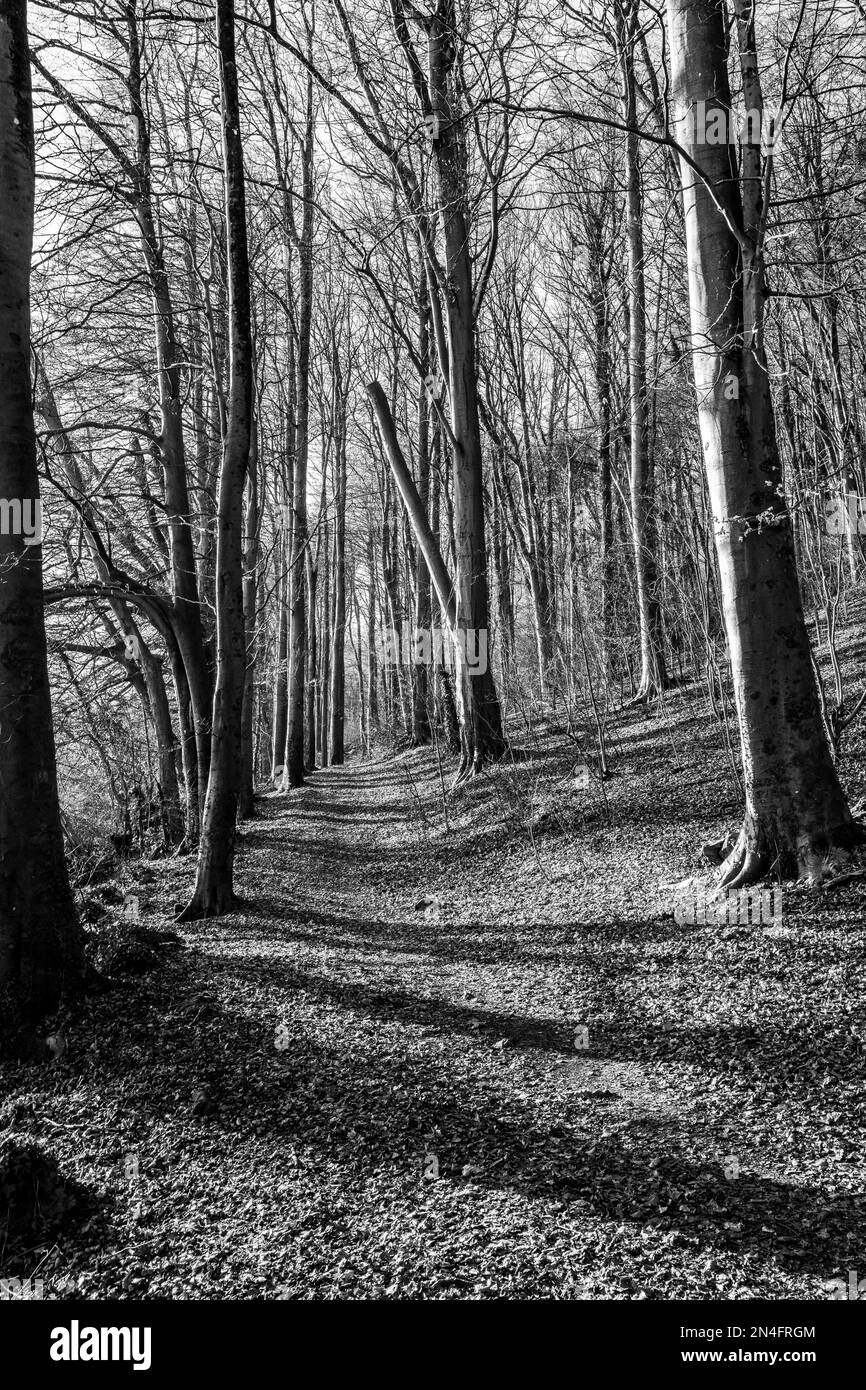Boschi invernali in Galles con luce solare opacizzata e ombre che cadono su un sentiero. Panorama aspro e caldo al cuore. Immagine in bianco e nero. Foto Stock