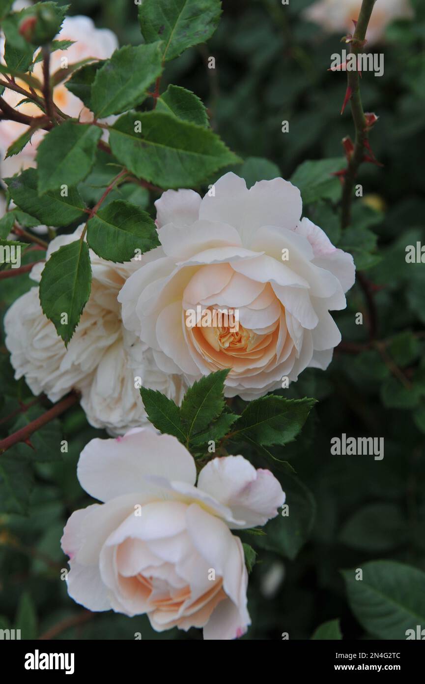 Rosa di arbusto inglese bianco albicocca (Rosa) Crocus Rose fiorisce in un giardino a giugno Foto Stock