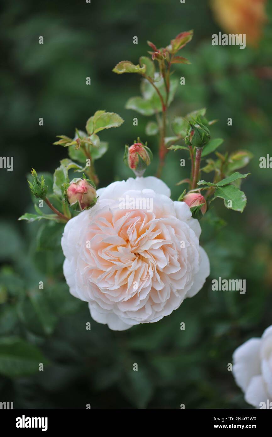 Rosa di arbusto inglese bianco albicocca (Rosa) Crocus Rose fiorisce in un giardino a giugno Foto Stock