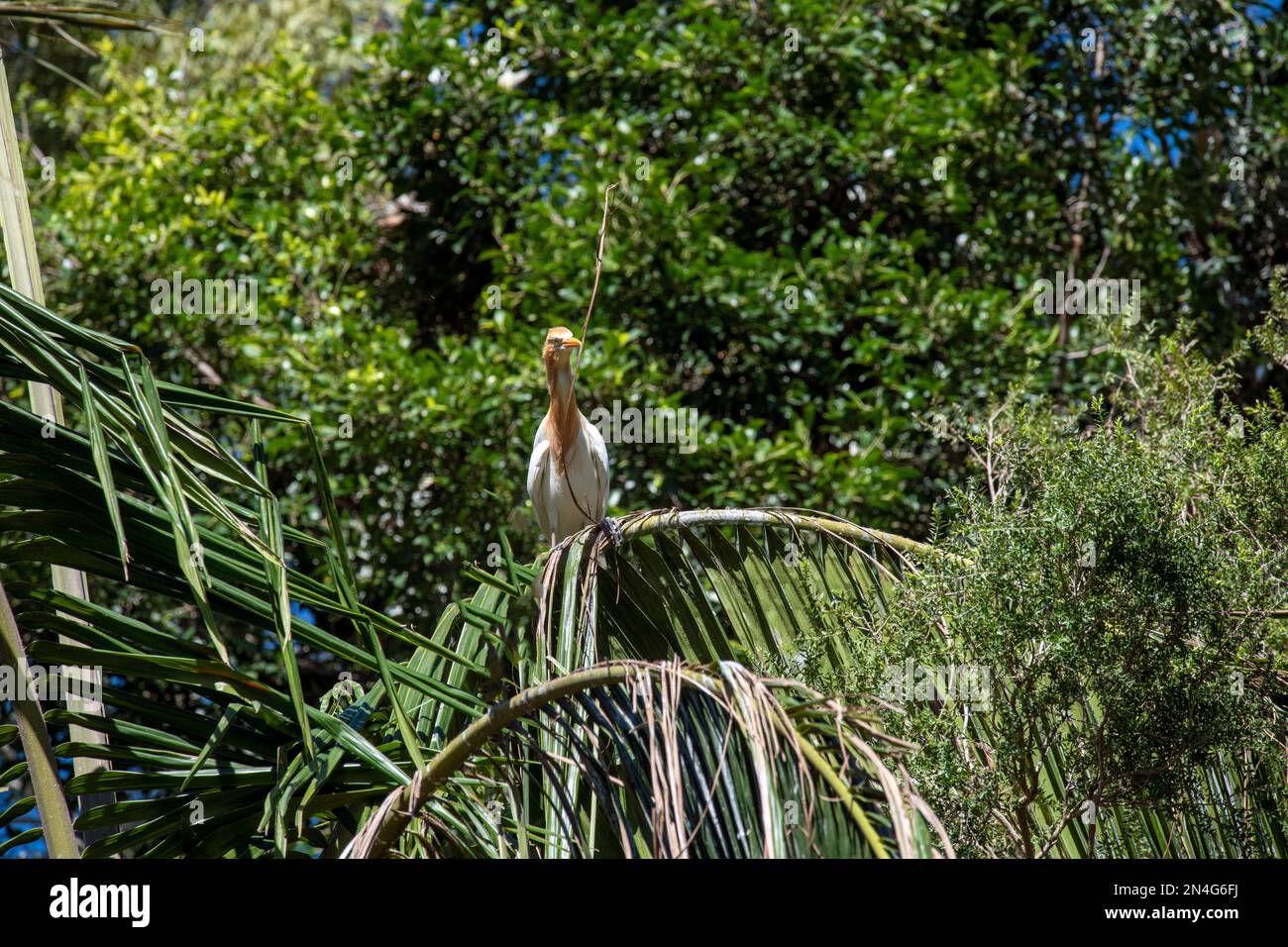 Cattle Egret (Bubulcus ibis) raccolta di materiale di nidificazione mentre si sorreggono su un albero a Sydney, NSW, Australia (Foto di Tara Chand Malhotra) Foto Stock