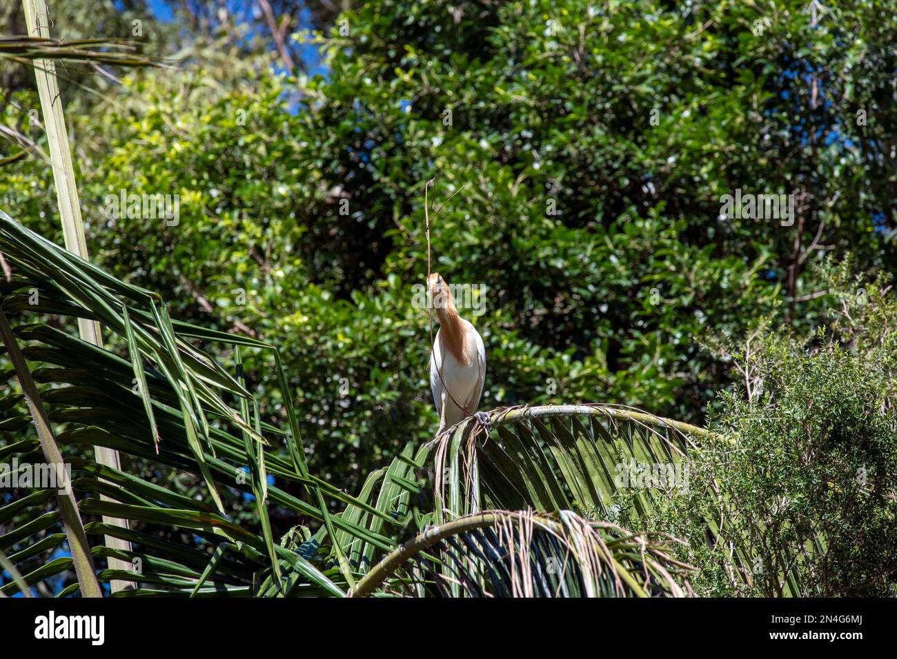 Cattle Egret (Bubulcus ibis) raccolta di materiale di nidificazione mentre si sorreggono su un albero a Sydney, NSW, Australia (Foto di Tara Chand Malhotra) Foto Stock