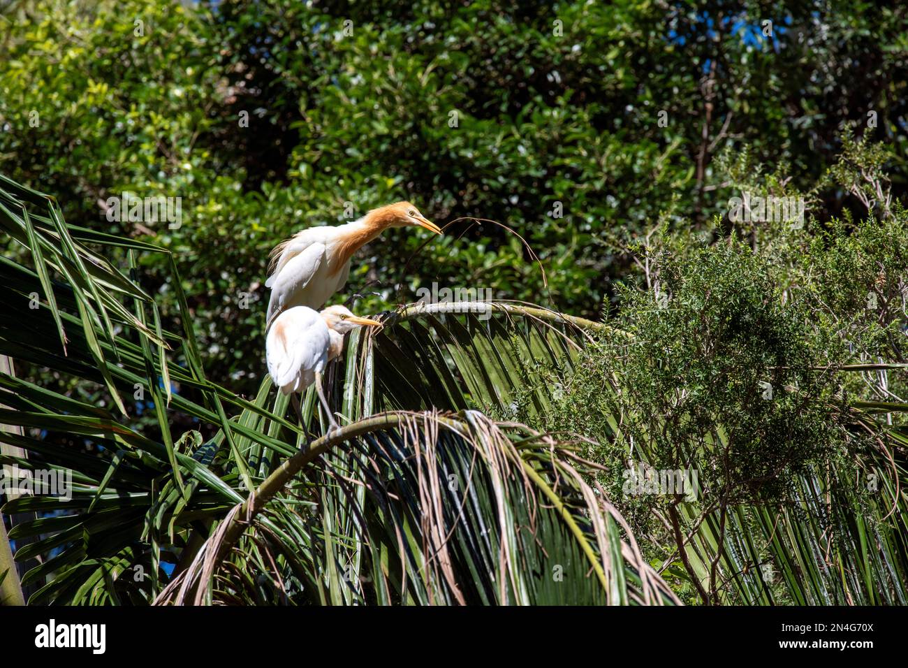 Cattle Egret (Bubulcus ibis) raccolta di materiale di nidificazione mentre si sorreggono su un albero a Sydney, NSW, Australia (Foto di Tara Chand Malhotra) Foto Stock