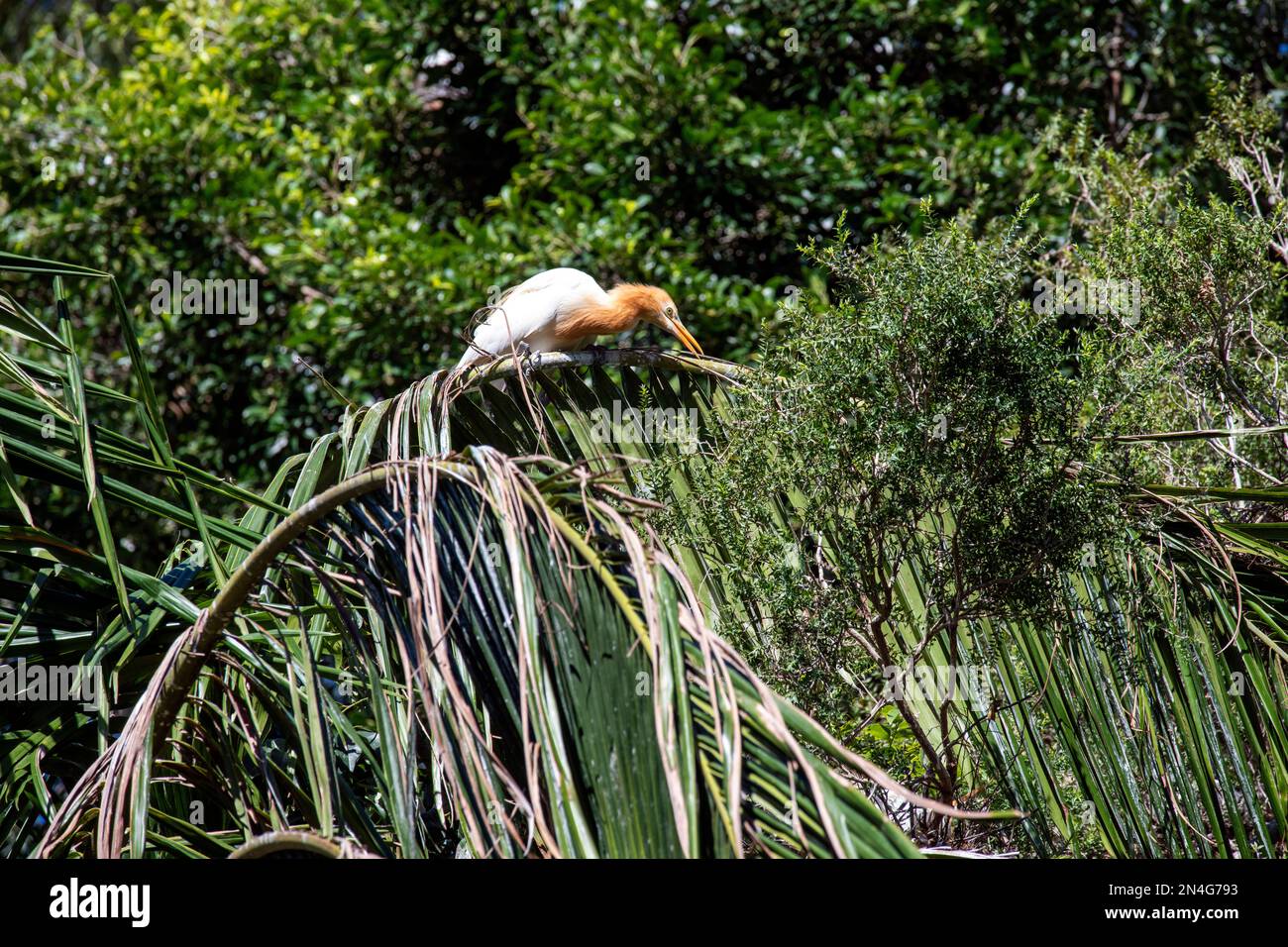 Cattle Egret (Bubulcus ibis) raccolta di materiale di nidificazione mentre si sorreggono su un albero a Sydney, NSW, Australia (Foto di Tara Chand Malhotra) Foto Stock