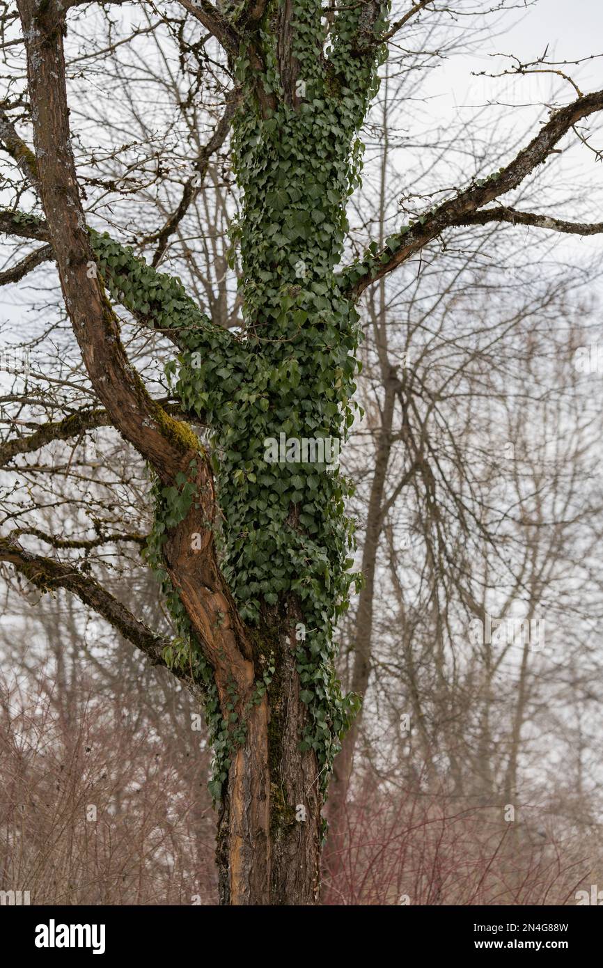 alberi parco foglie natura inverno marrone struttura verde Foto Stock
