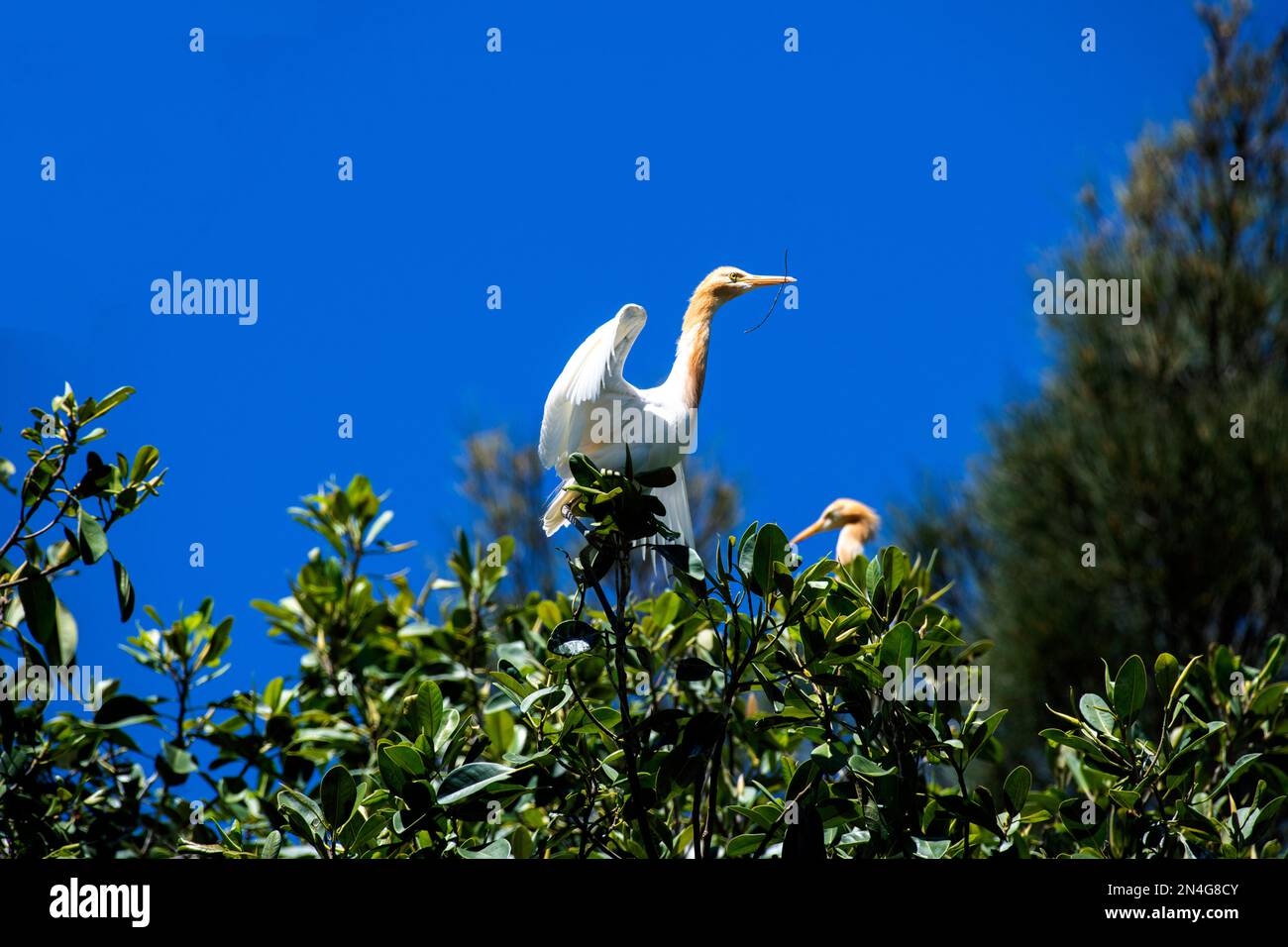 Cattle Egret (Bubulcus ibis) raccolta di materiale di nidificazione mentre si sorreggono su un albero a Sydney, NSW, Australia (Foto di Tara Chand Malhotra) Foto Stock