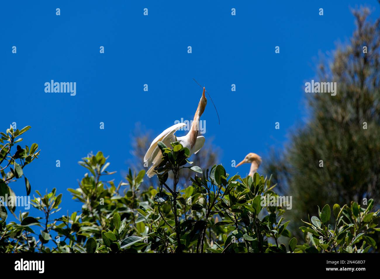 Cattle Egret (Bubulcus ibis) raccolta di materiale di nidificazione mentre si sorreggono su un albero a Sydney, NSW, Australia (Foto di Tara Chand Malhotra) Foto Stock