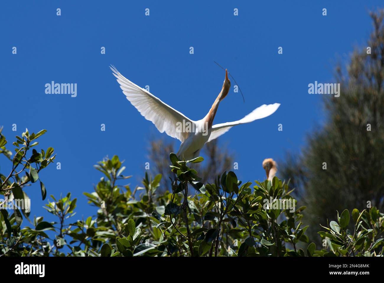 Cattle Egret (Bubulcus ibis) raccolta di materiale di nidificazione mentre si sorreggono su un albero a Sydney, NSW, Australia (Foto di Tara Chand Malhotra) Foto Stock