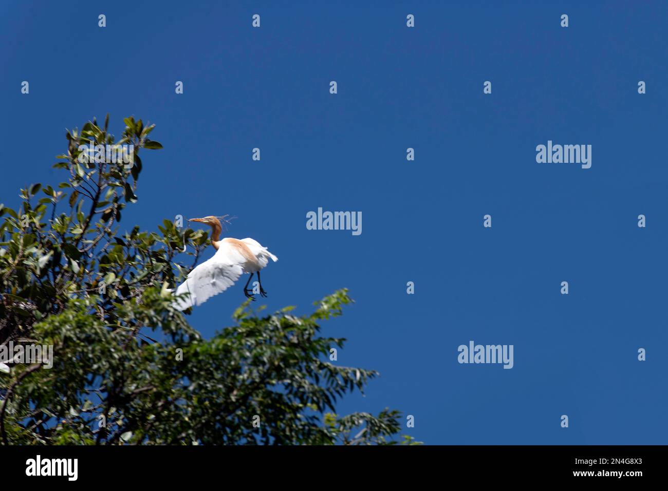 Cattle Egret (Bubulcus ibis) che trasporta materiale di nidificazione a Sydney, NSW, Australia (Foto di Tara Chand Malhotra) Foto Stock