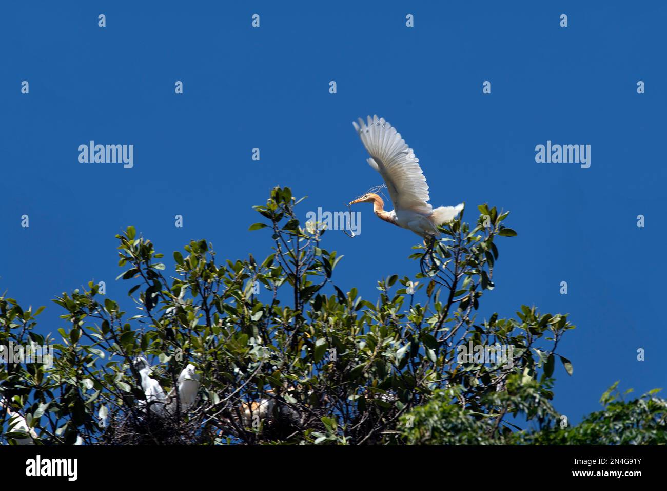 Cattle Egret (Bubulcus ibis) raccolta di materiale di nidificazione mentre si sorreggono su un albero a Sydney, NSW, Australia (Foto di Tara Chand Malhotra) Foto Stock