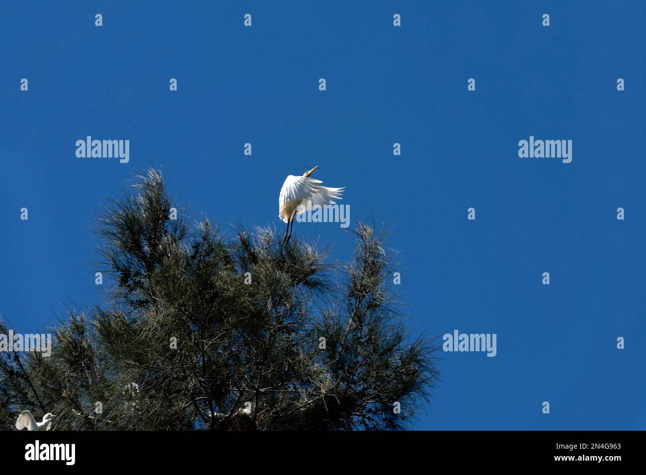 Cattle Egret (Bubulcus ibis) decollo da un albero dopo aver raccolto il materiale di nidificazione nel suo becco a Sydney, NSW, Australia (Foto di Tara Chand Malho Foto Stock