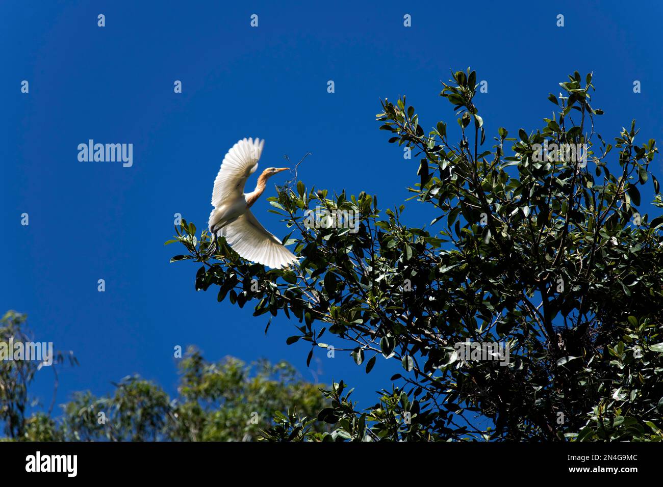 Cattle Egret (Bubulcus ibis) decollo da un albero dopo aver raccolto il materiale di nidificazione nel suo becco a Sydney, NSW, Australia (Foto di Tara Chand Malho Foto Stock
