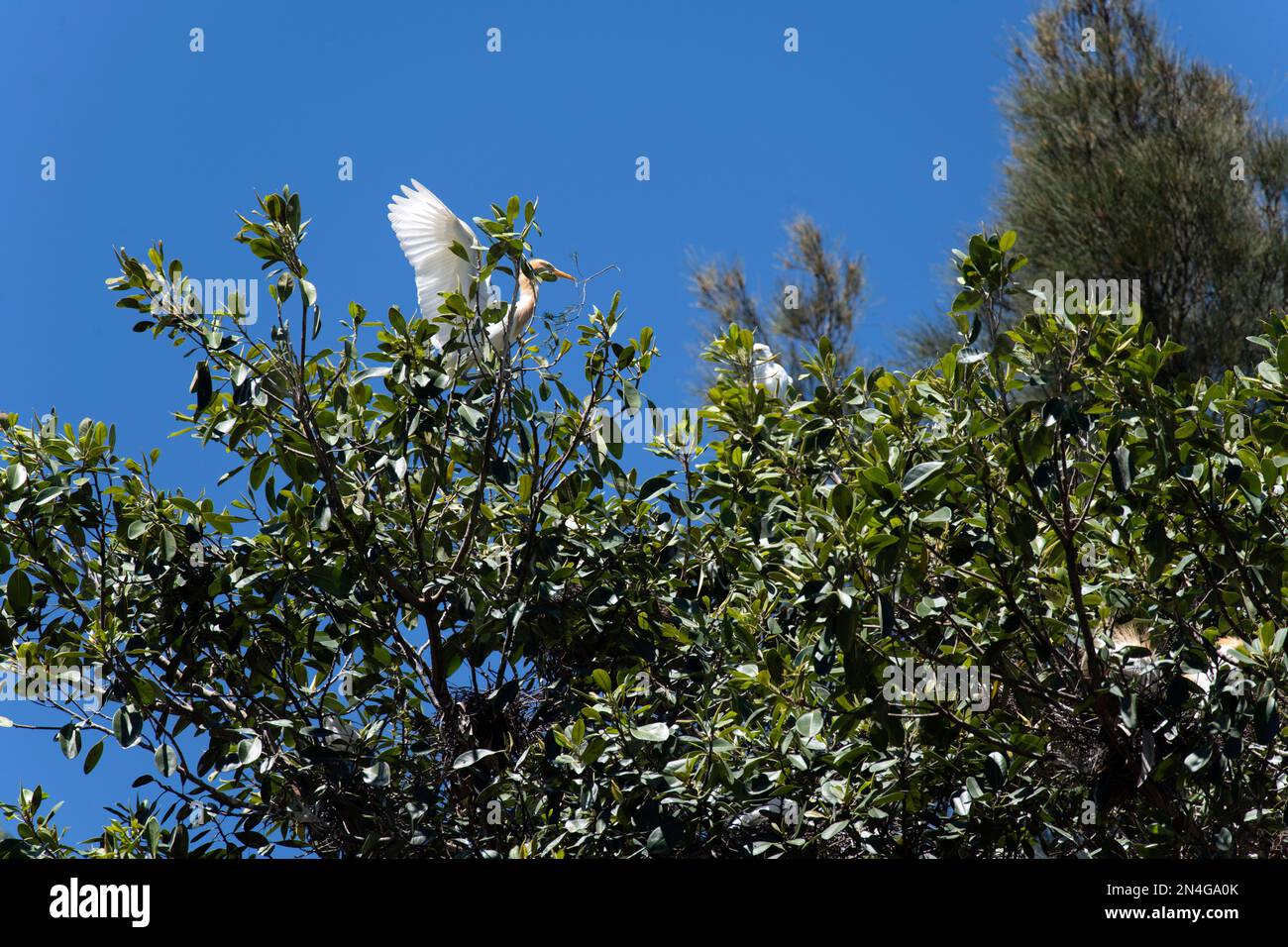 Cattle Egret (Bubulcus ibis) decollo da un albero dopo aver raccolto il materiale di nidificazione nel suo becco a Sydney, NSW, Australia (Foto di Tara Chand Malho Foto Stock