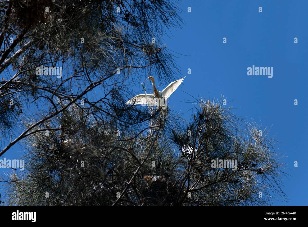 Cattle Egret (Bubulcus ibis) decollo da un albero dopo aver raccolto il materiale di nidificazione nel suo becco a Sydney, NSW, Australia (Foto di Tara Chand Malho Foto Stock